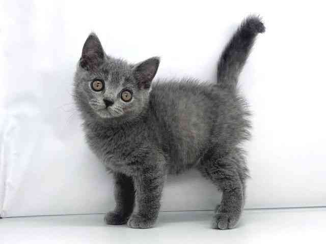 兵庫県のブリティッシュショートヘアー (ひごペットフレンドリーイオンタウン加古川店/2025年8月22日生まれ/男の子/ブルー)の子猫の3枚目の画像