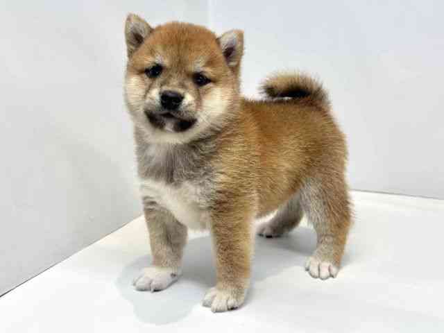 大阪府の柴犬(標準サイズ) (ひごペットフレンドリーセブンパーク天美店/2025年8月26日生まれ/男の子/赤)の子犬の3枚目の画像