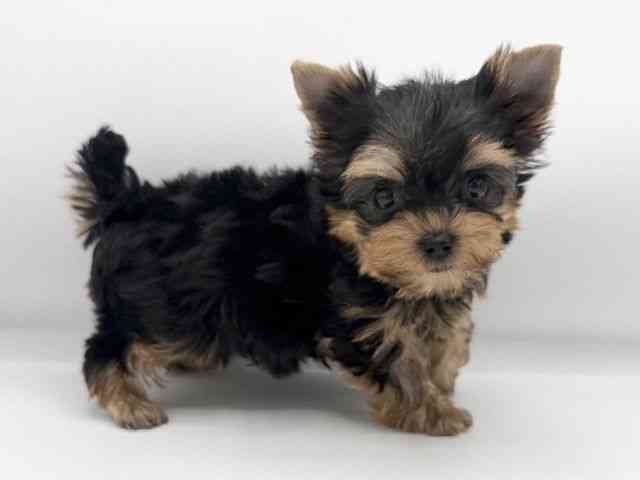 大阪府のヨークシャーテリア (ひごペットフレンドリーららぽーとEXPOCITY店/2025年8月25日生まれ/女の子/スチールブルータン)の子犬の3枚目の画像