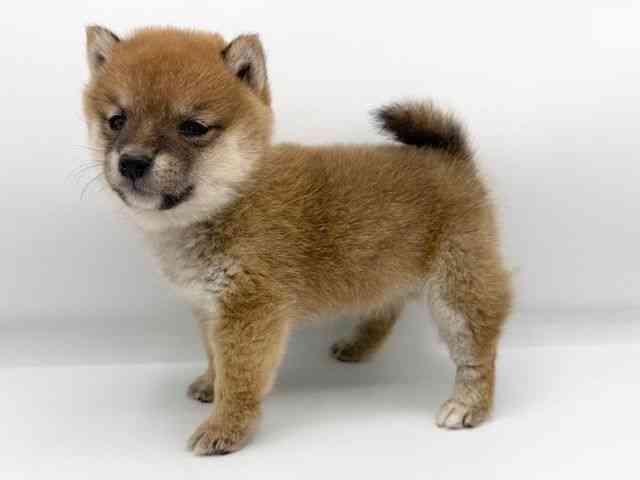 大阪府の柴犬(標準サイズ) (ひごペットフレンドリーららぽーとEXPOCITY店/2025年8月26日生まれ/女の子/赤)の子犬の3枚目の画像