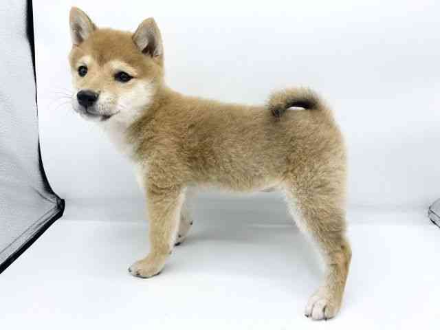 大阪府の柴犬(標準サイズ) (ひごペットフレンドリーららぽーとEXPOCITY店/2025年8月26日生まれ/女の子/赤)の子犬の3枚目の画像