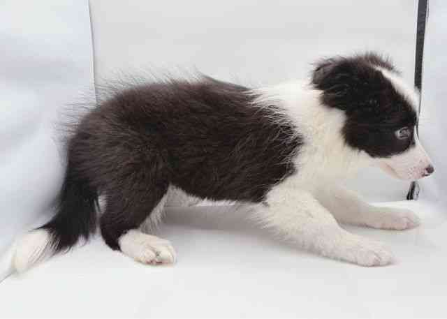 島根県のボーダーコリー (ひごペットフレンドリーイオン松江ショッピングセンター店/2025年8月26日生まれ/男の子/ブラックホワイト)の子犬の3枚目の画像