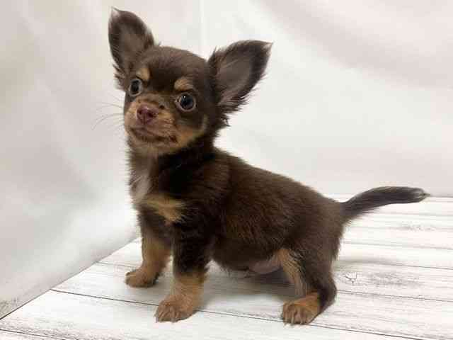 和歌山県のチワワ(ロング) (ひごペットフレンドリーパームシティ和歌山店/2025年8月21日生まれ/男の子/チョコレートタン)の子犬の3枚目の画像