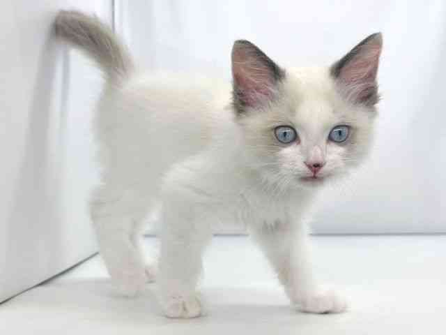 兵庫県のラグドール (ひごペットフレンドリーイオンタウン加古川店/2025年8月24日生まれ/男の子/シールポイントバイカラー)の子猫の3枚目の画像