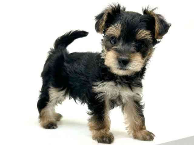 兵庫県のマルキー/マルヨーキー(マルチーズ×ヨークシャーテリア) (ひごペットフレンドリーブルメールHAT神戸店/2025年8月25日生まれ/男の子/ブラック)の子犬の3枚目の画像