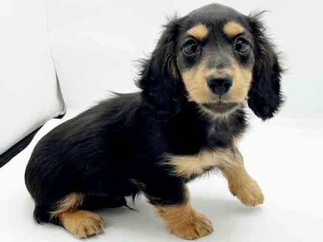 兵庫県のミニチュアダックスフンド(ロング) (ひごペットフレンドリーコロワ甲子園店/2025年8月24日生まれ/男の子/ブラックタン)の子犬の3枚目の画像