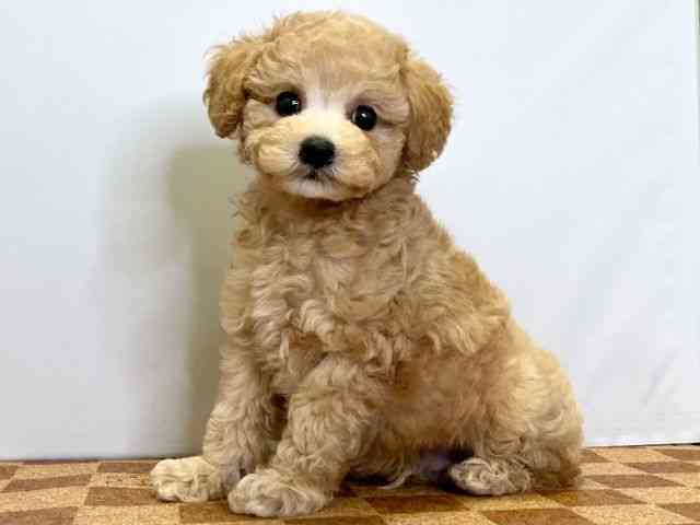 愛媛県のトイプードル(トイ) (ひごペットフレンドリーエミフルMASAKI店/2025年8月24日生まれ/男の子/アプリコット)の子犬の3枚目の画像