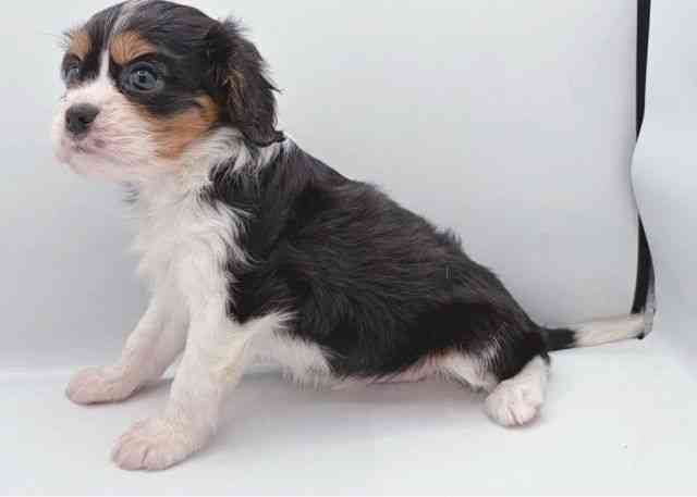 島根県のキャバリアキングチャールズスパニエル (ひごペットフレンドリーイオン松江ショッピングセンター店/2025年8月25日生まれ/男の子/トライカラー)の子犬の3枚目の画像