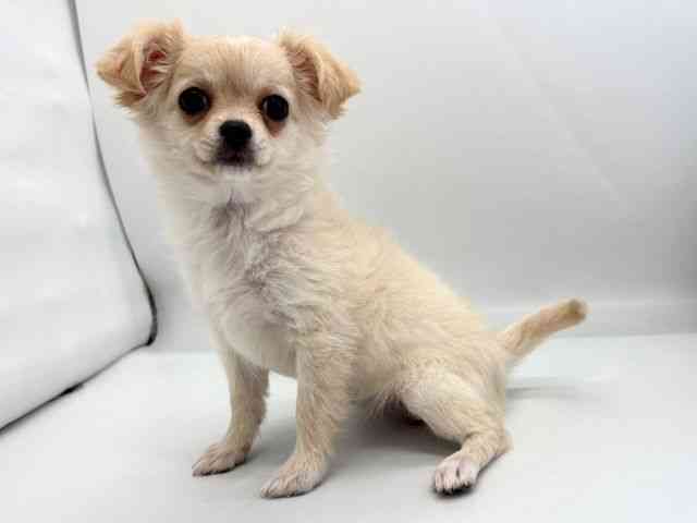 京都府のチワワ(ロング) (ひごペットフレンドリー京都店/2025年8月25日生まれ/女の子/クリーム)の子犬の3枚目の画像