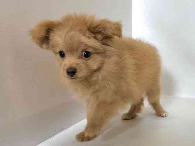 大阪府のポメプー(ポメラニアン×プードル) (ひごペットフレンドリーアクロスプラザ住之江店/2025年8月25日生まれ/女の子/ゴールド)の子犬の3枚目の画像