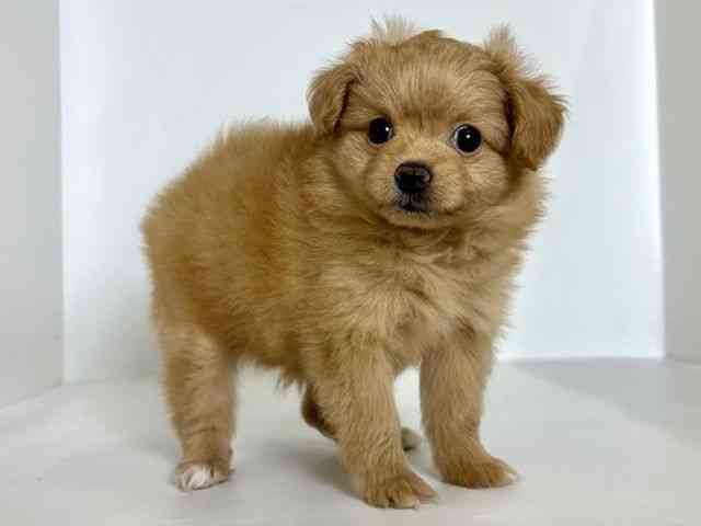 大阪府のポメプー(ポメラニアン×プードル) (ひごペットフレンドリーアクロスプラザ住之江店/2025年8月25日生まれ/女の子/ゴールド)の子犬の3枚目の画像