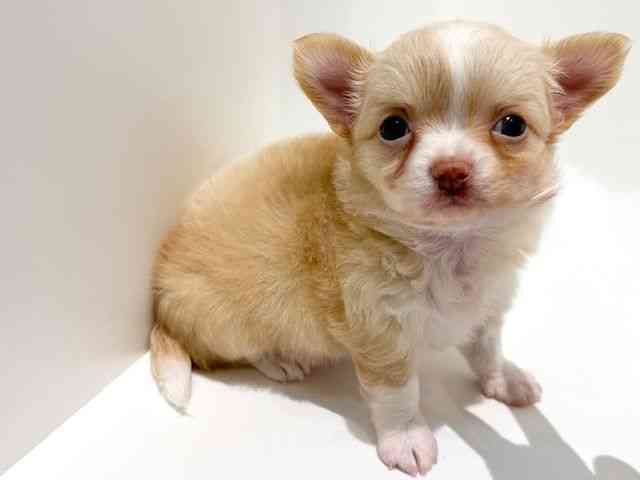 大阪府のチワワ(ロング) (ひごペットフレンドリーイオン高槻店/2025年8月26日生まれ/女の子/クリームホワイト)の子犬の3枚目の画像