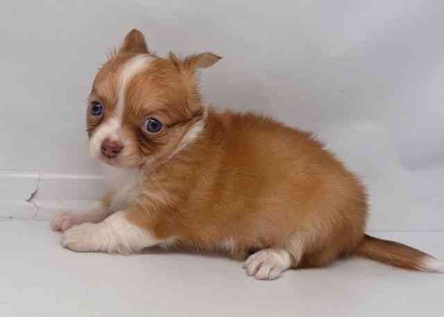 鳥取県のチワワ(ロング) (ひごペットフレンドリーイオンモール鳥取北店/2025年8月26日生まれ/女の子/チョコレートフォーンホワイト)の子犬の3枚目の画像