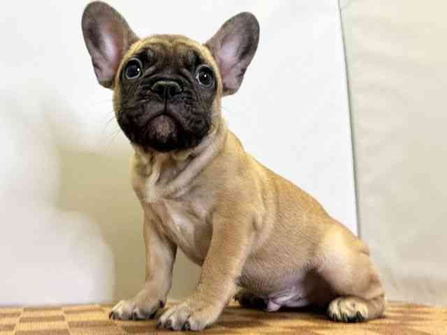 愛媛県のフレンチブルドッグ (ひごペットフレンドリーエミフルMASAKI店/2025年8月26日生まれ/男の子/フォーン)の子犬の3枚目の画像