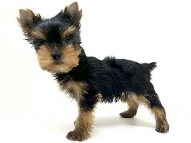 兵庫県のヨークシャーテリア (ひごペットフレンドリーブルメールHAT神戸店/2025年8月26日生まれ/女の子/スチールブルータン)の子犬の3枚目の画像