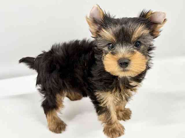 大阪府のヨークシャーテリア (ひごペットフレンドリーイオンタウン豊中庄内店/2025年8月26日生まれ/男の子/スチールブルータン)の子犬の3枚目の画像