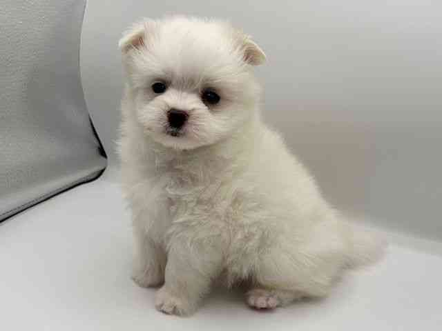 京都府のポメマル/マルポメ(ポメラニアン×マルチーズ) (ひごペットフレンドリーイオンモール高の原店/2025年8月25日生まれ/男の子/ホワイト)の子犬の3枚目の画像