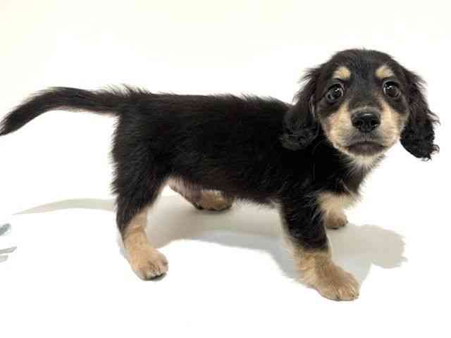 大阪府のミニチュアダックスフンド(ロング) (ひごペットフレンドリーイオン高槻店/2025年8月26日生まれ/男の子/ブラックイエロー)の子犬の3枚目の画像