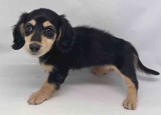 鳥取県のミニチュアダックスフンド(ロング) (ひごペットフレンドリーイオンモール鳥取北店/2025年8月26日生まれ/女の子/ブラックイエロー)の子犬の3枚目の画像