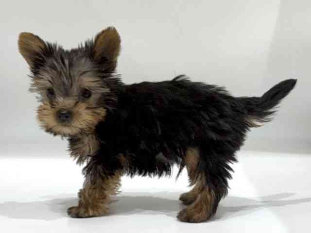 愛知県のヨークシャーテリア (ひごペットフレンドリーヴィアモール アピタ江南西店/2025年8月24日生まれ/男の子/スチールブルータン)の子犬の3枚目の画像