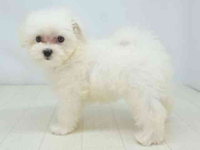 福岡県のマルチーズ (ひごペットフレンドリーゆめタウン筑紫野店/2025年8月26日生まれ/女の子/ホワイト)の子犬の3枚目の画像