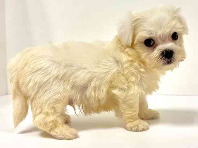 愛知県のマルチーズ (ひごペットフレンドリーイトーヨーカドー知多店/2025年8月26日生まれ/男の子/ホワイト)の子犬の3枚目の画像