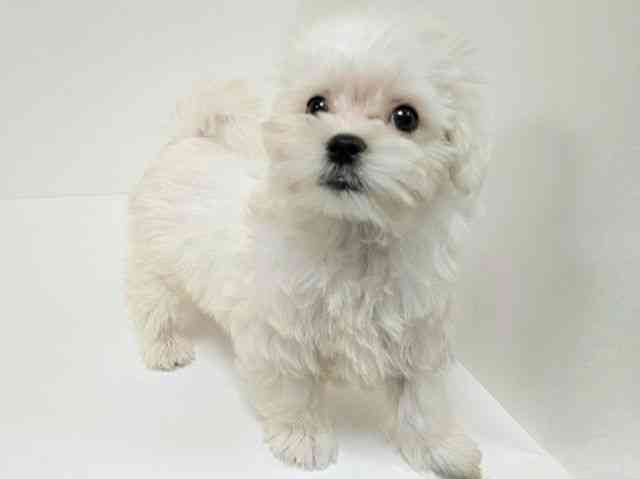 愛知県のマルチーズ (ひごペットフレンドリーイトーヨーカドー知多店/2025年8月26日生まれ/男の子/ホワイト)の子犬の3枚目の画像