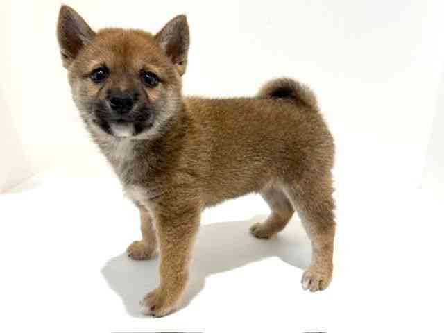 大阪府の柴犬(標準サイズ) (ひごペットフレンドリーイオン高槻店/2025年8月25日生まれ/女の子/赤)の子犬の3枚目の画像