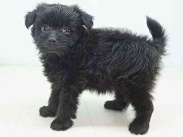 福岡県のポメプー(ポメラニアン×プードル) (ひごペットフレンドリーゆめタウン筑紫野店/2025年8月25日生まれ/女の子/ブラック)の子犬の3枚目の画像