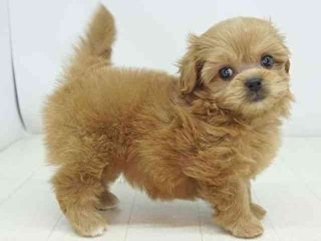 福岡県のペキプー(ペキニーズ×プードル) (ひごペットフレンドリーゆめタウン筑紫野店/2025年8月21日生まれ/女の子/レッド)の子犬の3枚目の画像