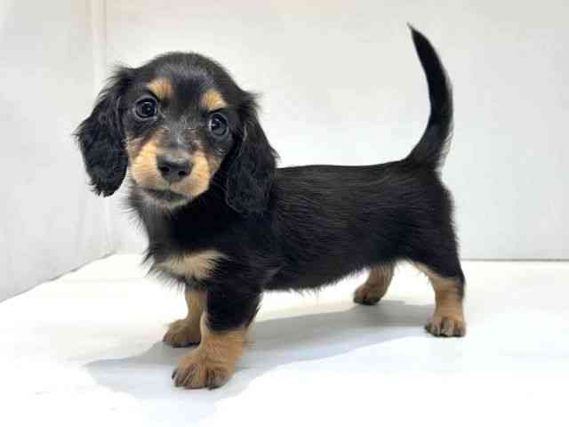 大阪府のミニチュアダックスフンド(ロング) (ひごペットフレンドリーセブンパーク天美店/2025年8月24日生まれ/女の子/ブラックタン)の子犬の3枚目の画像