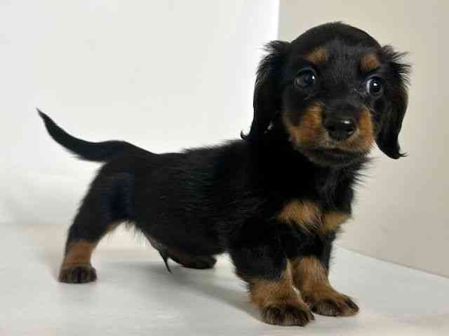 大阪府のミニチュアダックスフンド(ロング) (ひごペットフレンドリーアクロスプラザ住之江店/2025年8月26日生まれ/男の子/ブラックタン)の子犬の3枚目の画像