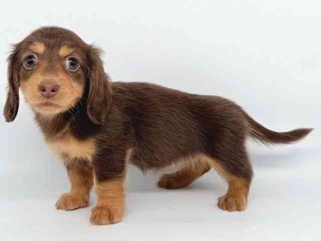 大阪府のミニチュアダックスフンド(ロング) (ひごペットフレンドリー瓜破店/2025年8月26日生まれ/女の子/チョコレートタン)の子犬の3枚目の画像