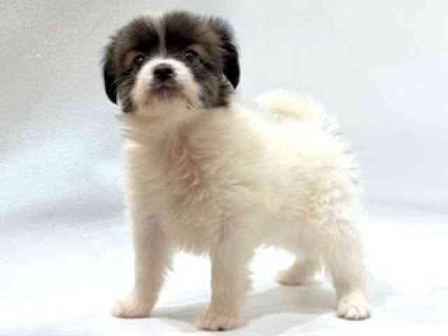 愛知県のパピヨン (ひごペットフレンドリーヴィアモール アピタ江南西店/2025年8月25日生まれ/女の子/ホワイトブラウン)の子犬の3枚目の画像