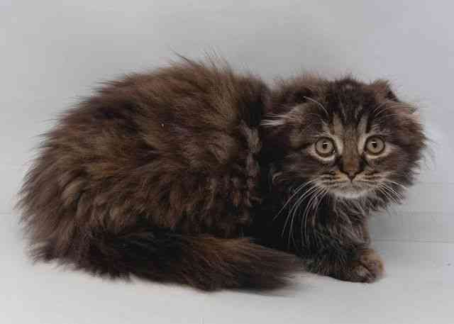 愛知県のスコティッシュフォールド (ひごペットフレンドリープライムツリー赤池店/2025年8月14日生まれ/女の子/ブラウンタビーホワイト)の子猫の3枚目の画像