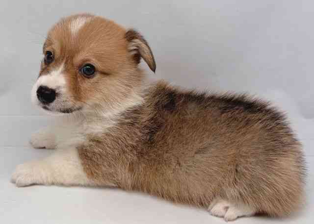 鳥取県のウェルシュコーギーペンブローク (ひごペットフレンドリーイオンモール鳥取北店/2025年8月24日生まれ/男の子/レッドホワイト)の子犬の3枚目の画像