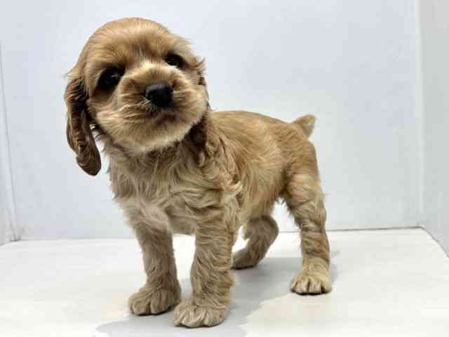 大阪府のアメリカンコッカースパニエル (ひごペットフレンドリーセブンパーク天美店/2025年8月25日生まれ/女の子/バフ)の子犬の3枚目の画像