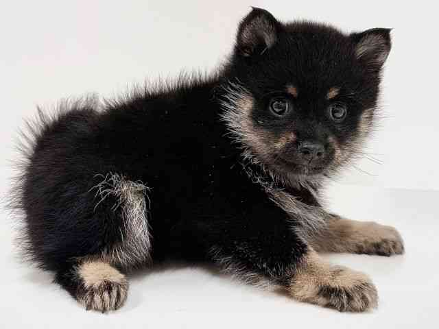 奈良県のポメ柴/豆ポメ/ポメ豆柴(ポメラニアン×柴犬) (ひごペットフレンドリーイオンモール橿原ウエスト・ビレッジ店/2025年8月17日生まれ/女の子/黒)の子犬の3枚目の画像