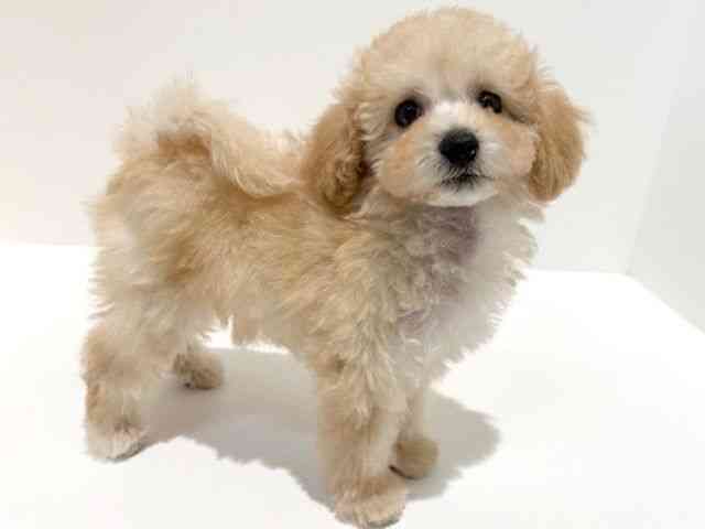 大阪府のハーフ犬・ミックス犬 (ひごペットフレンドリーイオン高槻店/2025年8月23日生まれ/男の子/アプリコット)の子犬の3枚目の画像