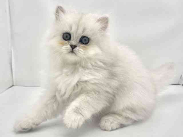 兵庫県のペルシャ (ひごペットフレンドリークラウンパーク伊丹店/2025年8月25日生まれ/女の子/チンチラシルバー)の子猫の3枚目の画像