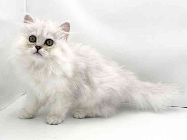 兵庫県のペルシャ (ひごペットフレンドリークラウンパーク伊丹店/2025年8月25日生まれ/女の子/チンチラシルバー)の子猫の3枚目の画像