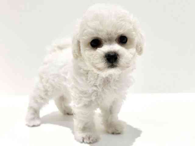 大阪府のビションフリーゼ (ひごペットフレンドリーイオン高槻店/2025年8月24日生まれ/男の子/ホワイト)の子犬の3枚目の画像