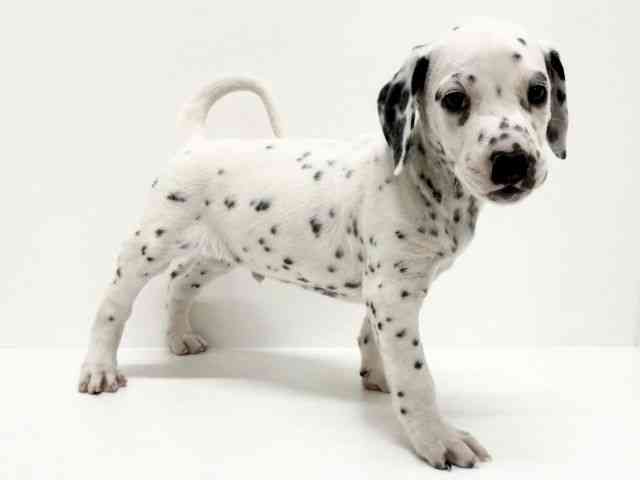 大阪府のダルメシアン (ひごペットフレンドリーくずはモール店/2025年8月24日生まれ/男の子/ブラックホワイト)の子犬の3枚目の画像