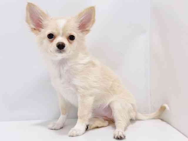 大阪府のパピチー/チワパピ(パピヨン×チワワ) (ひごペットフレンドリーイズミヤショッピングセンター千里丘店/2025年8月24日生まれ/女の子/クリームホワイト)の子犬の3枚目の画像