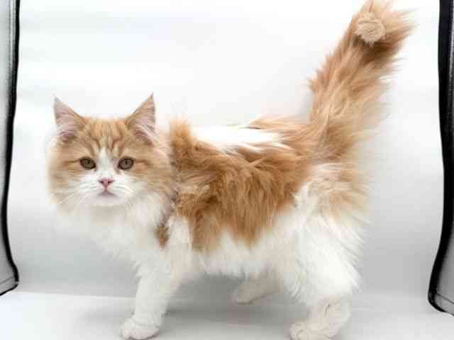 大阪府のサイベリアン (ひごペットフレンドリーイオンそよら海老江店/2025年8月12日生まれ/女の子/レッドホワイト)の子猫の3枚目の画像