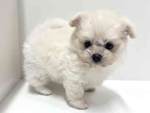 愛知県のポメプー(ポメラニアン×プードル) (ひごペットフレンドリーららぽーと名古屋みなとアクルス店/2025年8月26日生まれ/女の子/ホワイト)の子犬の3枚目の画像