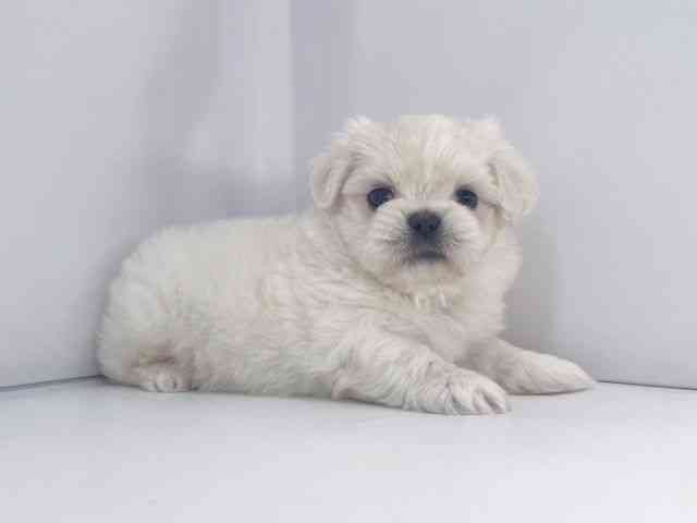 兵庫県のペキマル/マルペキ(ペキニーズ×マルチーズ) (ひごペットフレンドリーイオンタウン加古川店/2025年8月25日生まれ/男の子/ホワイト)の子犬の3枚目の画像