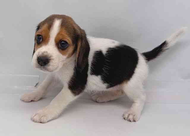 鳥取県のビーグル (ひごペットフレンドリーイオンモール鳥取北店/2025年8月26日生まれ/女の子/ホワイトブラックタン)の子犬の3枚目の画像