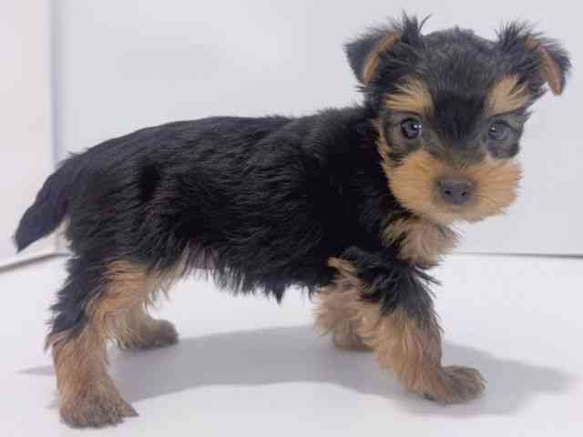 大阪府のヨークシャーテリア (ひごペットフレンドリーイズミヤショッピングセンター千里丘店/2025年8月24日生まれ/女の子/スチールブルータン)の子犬の3枚目の画像