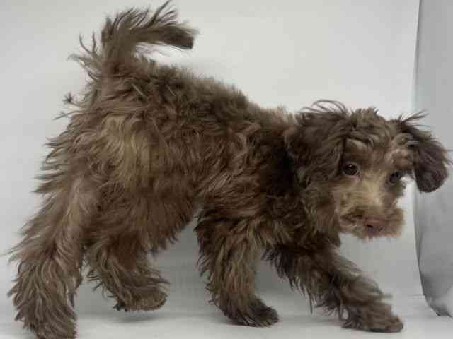 徳島県のトイプードル(トイ) (ひごペットフレンドリーゆめタウン徳島店/2025年8月25日生まれ/男の子/ブラウン)の子犬の3枚目の画像